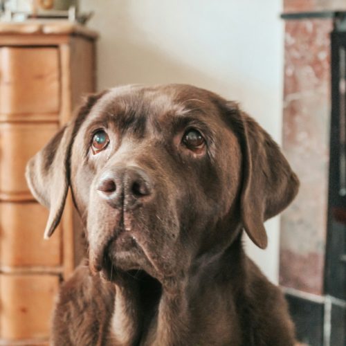 Brown Dog on Wood