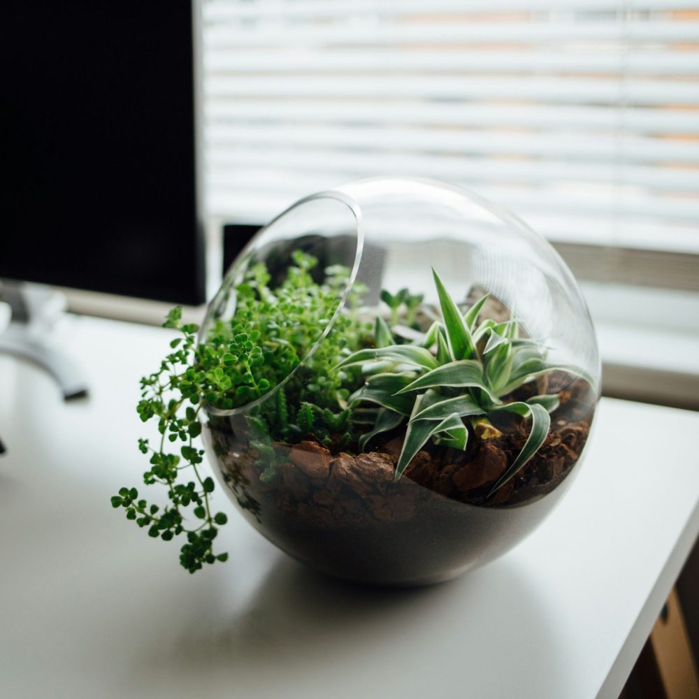 Tilt Shift Lens Glass Bowl